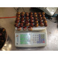 Liaoning fresh chestnut for sale